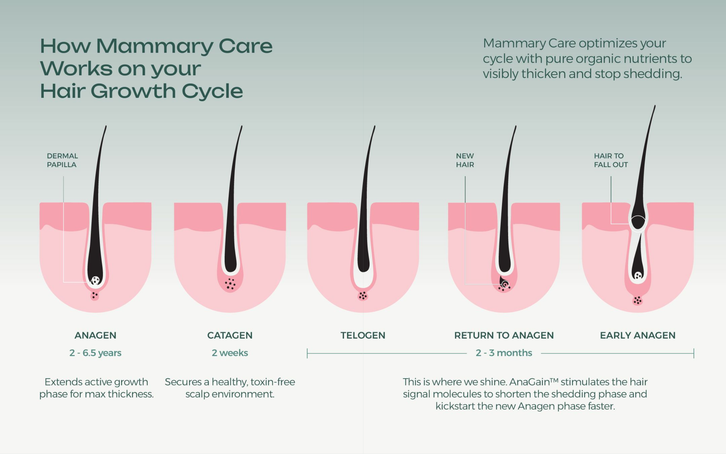 Mammary Care Banner